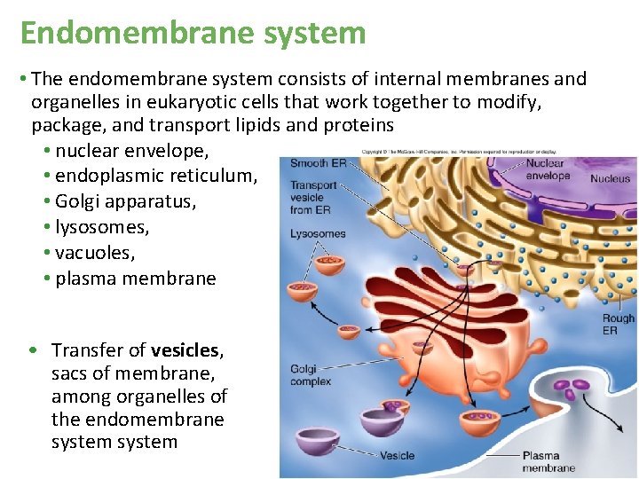 Endomembrane system • The endomembrane system consists of internal membranes and organelles in eukaryotic Endomembrane system • The endomembrane system consists of internal membranes and organelles in eukaryotic