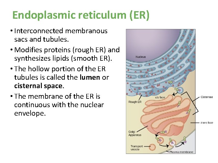 Endoplasmic reticulum (ER) • Interconnected membranous sacs and tubules. • Modifies proteins (rough ER) Endoplasmic reticulum (ER) • Interconnected membranous sacs and tubules. • Modifies proteins (rough ER)