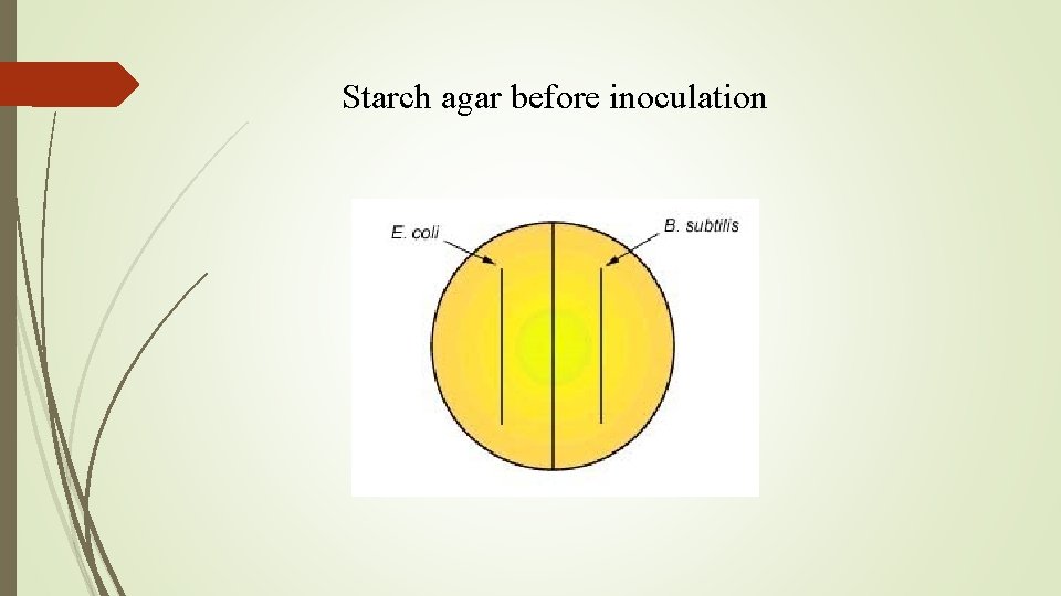 Starch agar before inoculation 