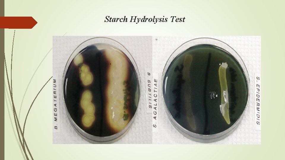 Starch Hydrolysis Test 