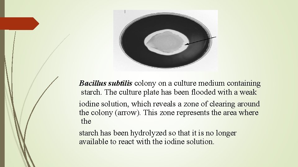 Bacillus subtilis colony on a culture medium containing starch. The culture plate has been