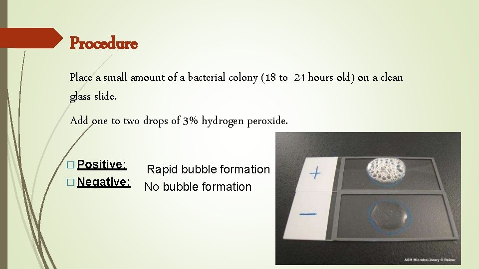 Procedure Place a small amount of a bacterial colony (18 to 24 hours old)