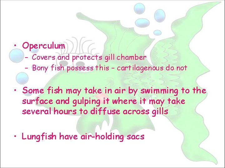  • Operculum – Covers and protects gill chamber – Bony fish possess this