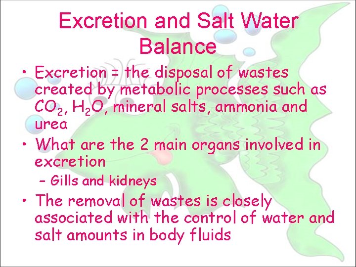 Excretion and Salt Water Balance • Excretion = the disposal of wastes created by