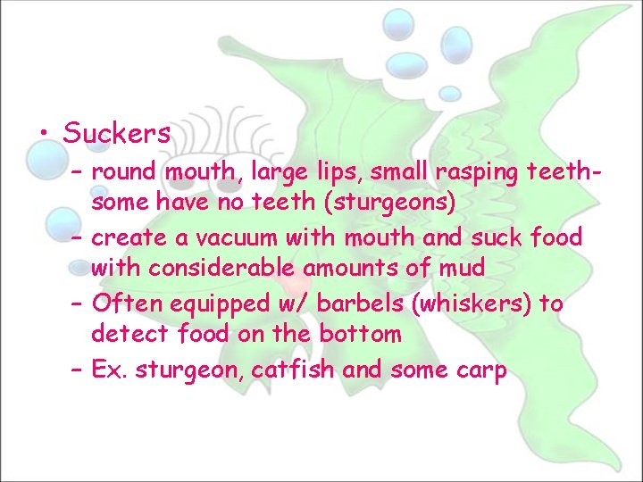  • Suckers – round mouth, large lips, small rasping teethsome have no teeth