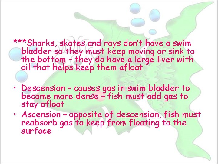 ***Sharks, skates and rays don’t have a swim bladder so they must keep moving