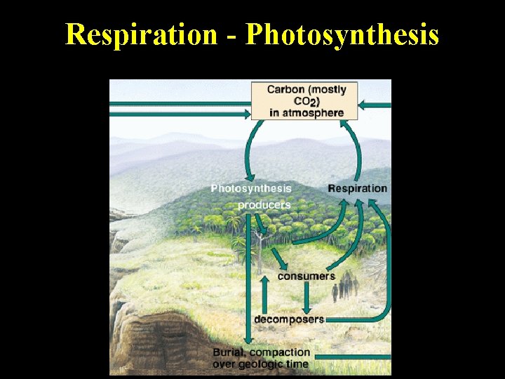 Respiration - Photosynthesis 