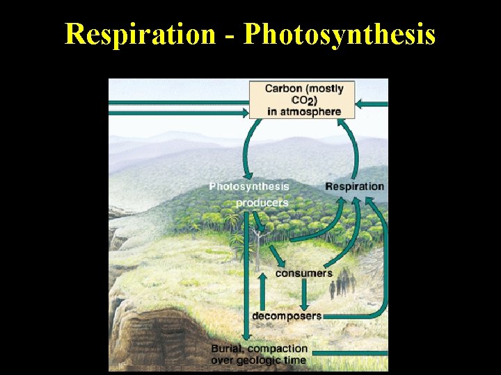 Respiration - Photosynthesis Respiration - Photosynthesis