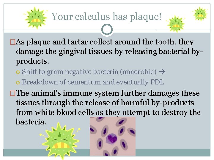 Your calculus has plaque! �As plaque and tartar collect around the tooth, they damage