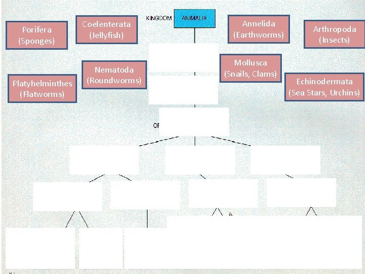 Porifera (Sponges) Platyhelminthes (Flatworms) Coelenterata (Jellyfish) Nematoda (Roundworms) Annelida (Earthworms) Mollusca (Snails, Clams) Arthropoda