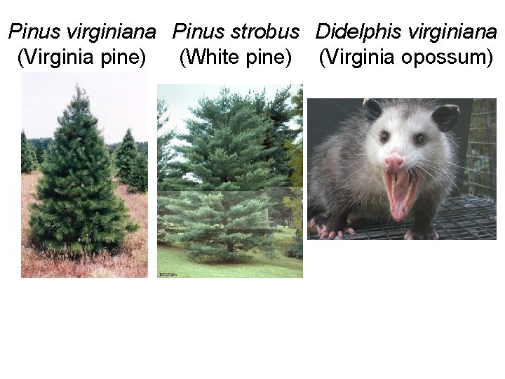 Pinus virginiana Pinus strobus Didelphis virginiana (Virginia pine) (White pine) (Virginia opossum) 