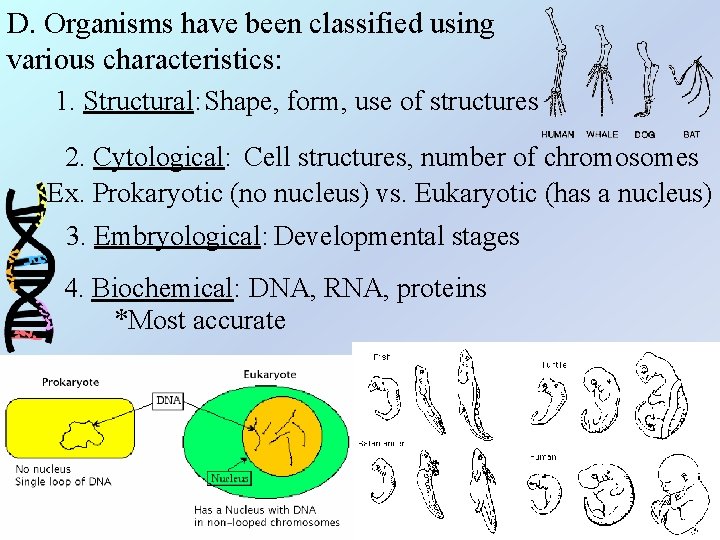 D. Organisms have been classified using various characteristics: 1. Structural: Shape, form, use of