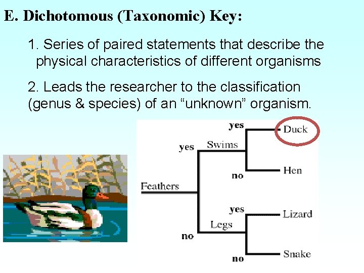 E. Dichotomous (Taxonomic) Key: 1. Series of paired statements that describe the physical characteristics