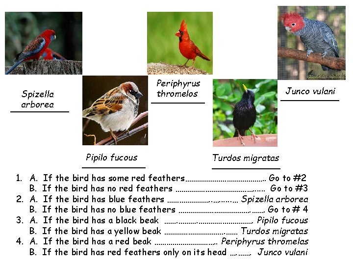 Periphyrus thromelos ______ Spizella arborea ______ Pipilo fucous _______ 1. A. B. 2. A.