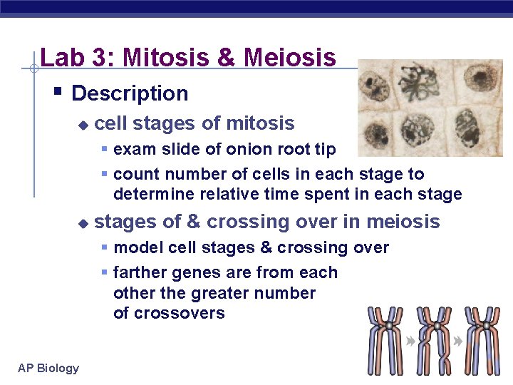 Lab 3: Mitosis & Meiosis § Description u cell stages of mitosis § exam