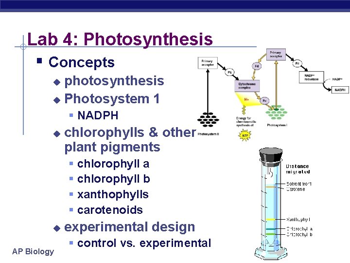 Lab 4: Photosynthesis § Concepts photosynthesis u Photosystem 1 u § NADPH u chlorophylls