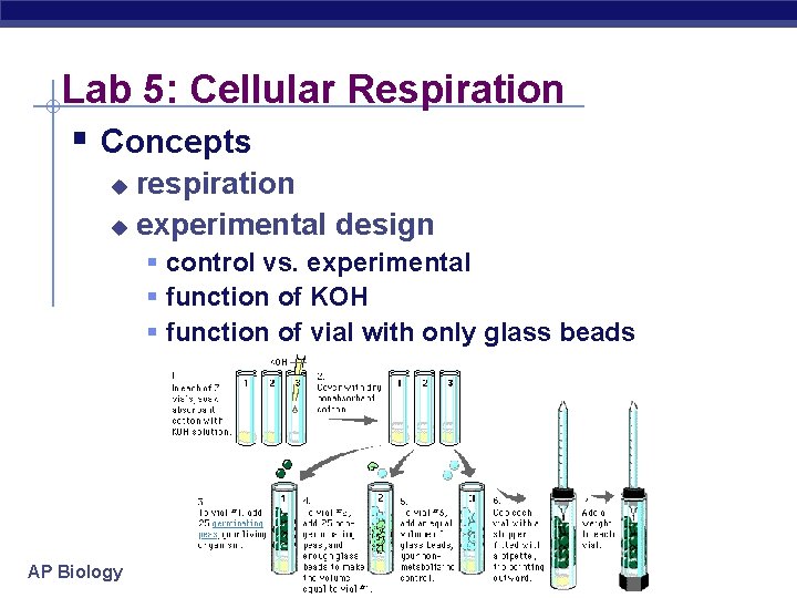 Lab 5: Cellular Respiration § Concepts respiration u experimental design u § control vs.
