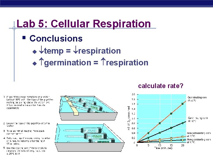 Lab 5: Cellular Respiration § Conclusions temp = respiration u germination = respiration u