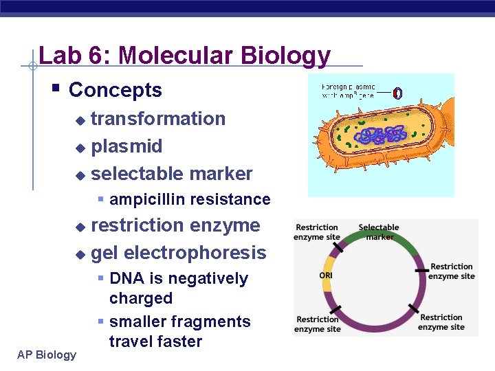 Lab 6: Molecular Biology § Concepts transformation u plasmid u selectable marker u §