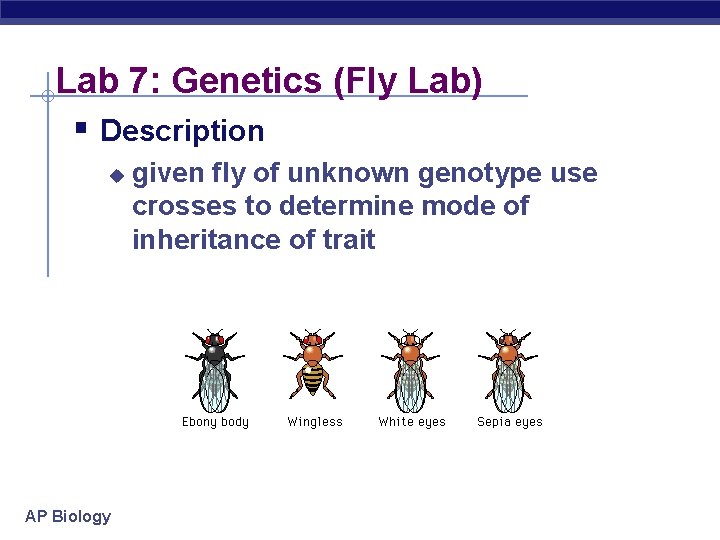 Lab 7: Genetics (Fly Lab) § Description u AP Biology given fly of unknown