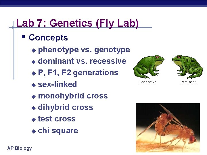 Lab 7: Genetics (Fly Lab) § Concepts phenotype vs. genotype u dominant vs. recessive