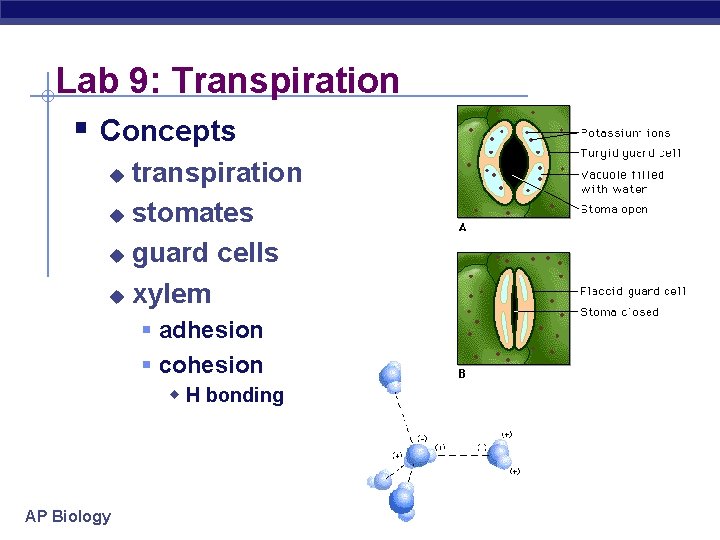 Lab 9: Transpiration § Concepts transpiration u stomates u guard cells u xylem u