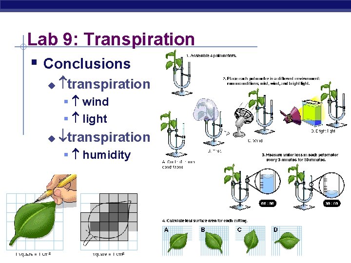 Lab 9: Transpiration § Conclusions u transpiration § wind § light u transpiration §