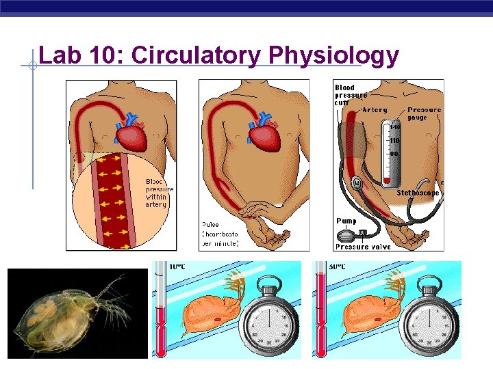 Lab 10: Circulatory Physiology AP Biology 