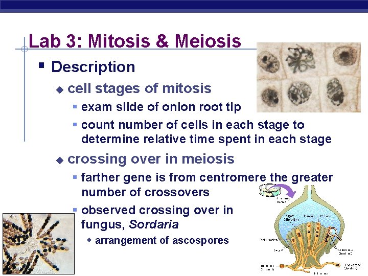 Lab 3: Mitosis & Meiosis § Description u cell stages of mitosis § exam