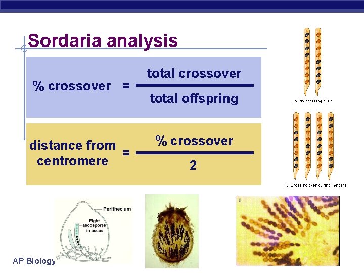 Sordaria analysis % crossover = distance from = centromere AP Biology total crossover total