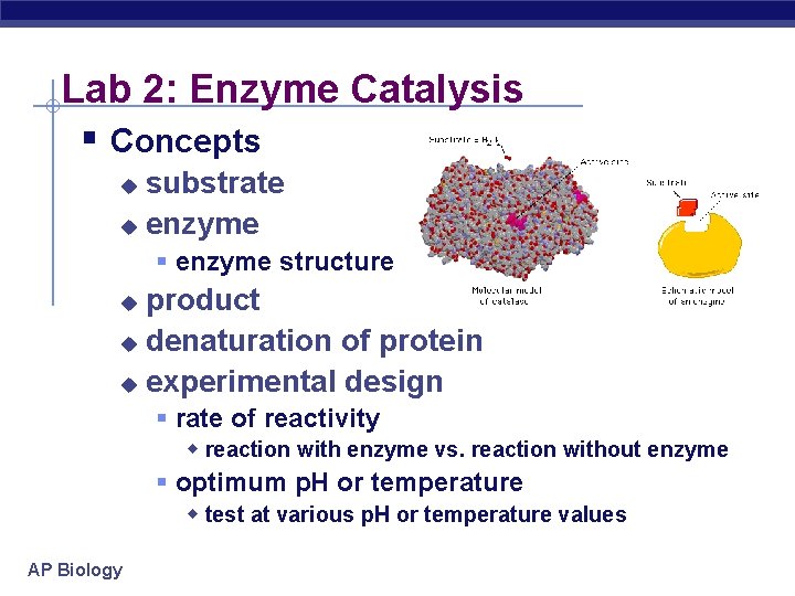 Lab 2: Enzyme Catalysis § Concepts substrate u enzyme u § enzyme structure product