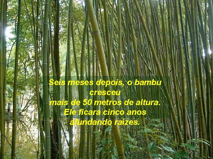 Seis meses depois, o bambu cresceu mais de 50 metros de altura. Ele ficara