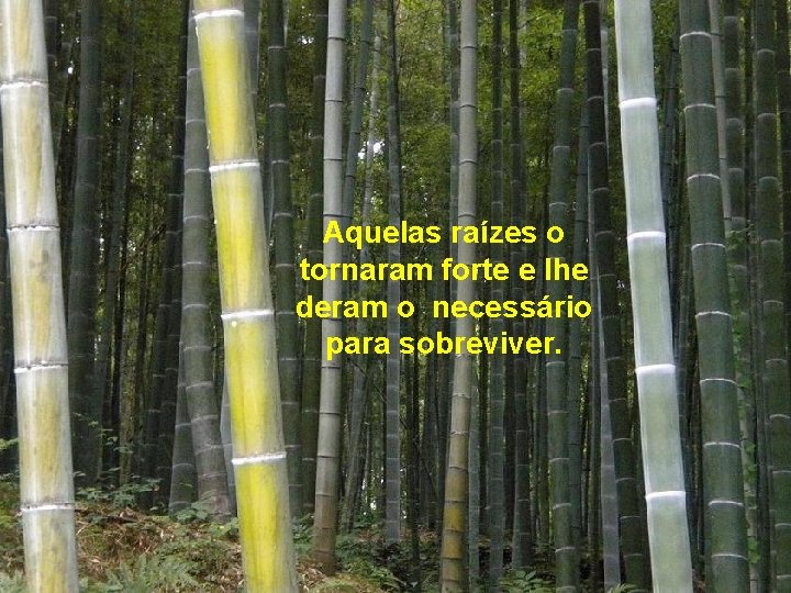 Aquelas raízes o tornaram forte e lhe deram o necessário para sobreviver. 