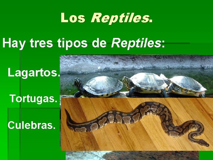 Los Reptiles. Hay tres tipos de Reptiles: Lagartos. Tortugas. Culebras. 