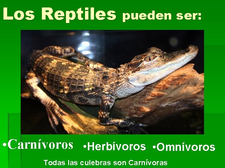 Los Reptiles pueden ser: • Carnívoros • Herbívoros • Omnívoros Todas las culebras son