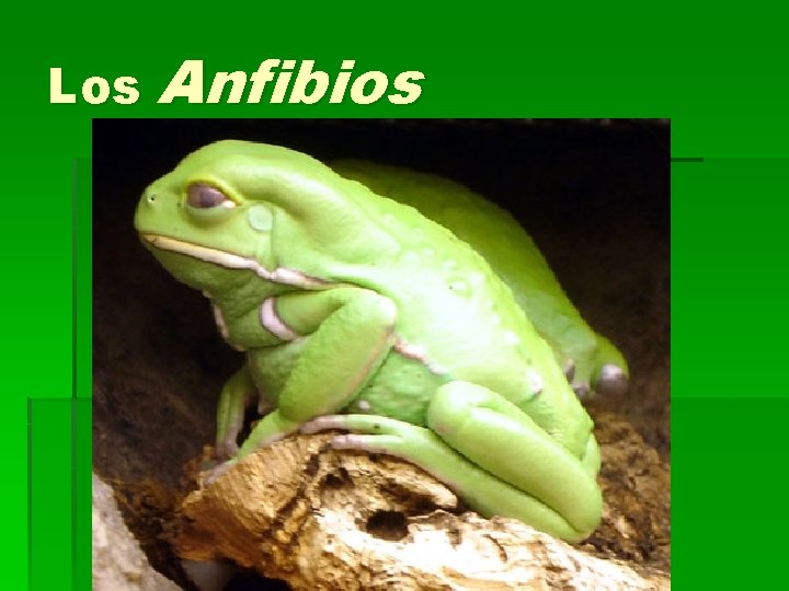 Los Anfibios 