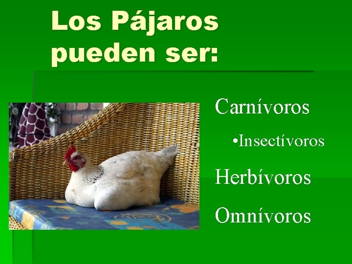 Los Pájaros pueden ser: Carnívoros • Insectívoros Herbívoros Omnívoros 