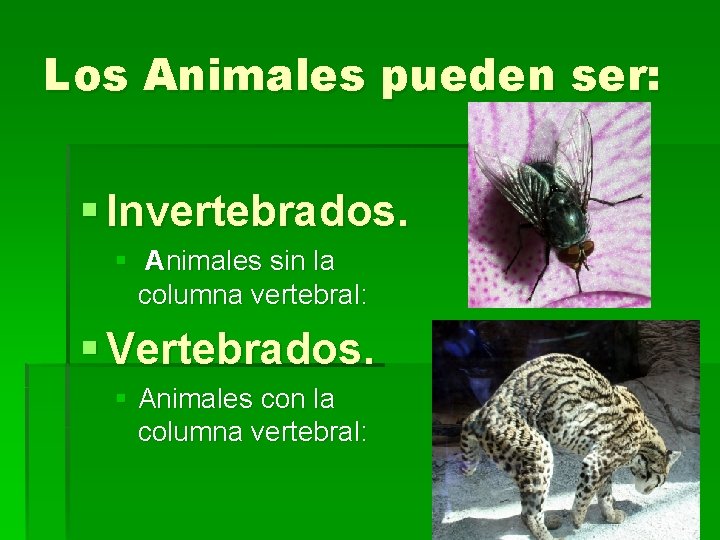 Los Animales pueden ser: § Invertebrados. § Animales sin la columna vertebral: § Vertebrados.