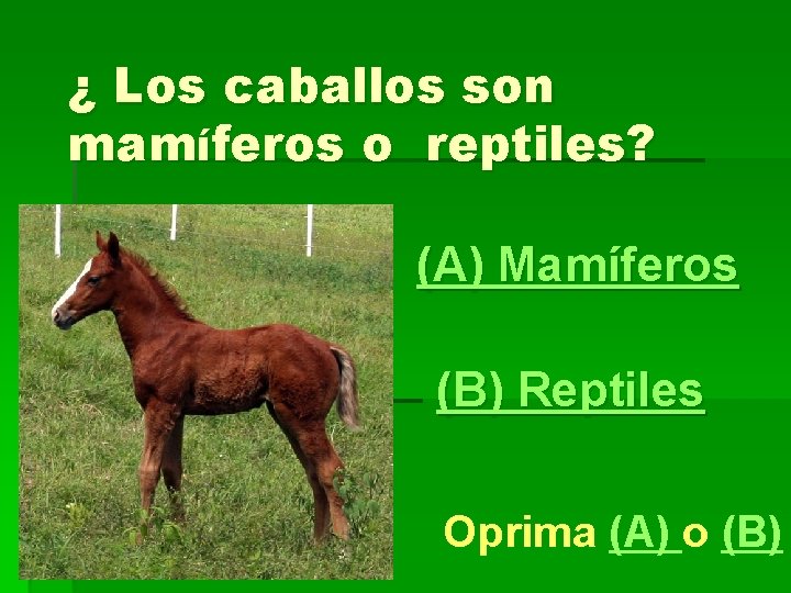 ¿ Los caballos son mamíferos o reptiles? (A) Mamíferos (B) Reptiles Oprima (A) o