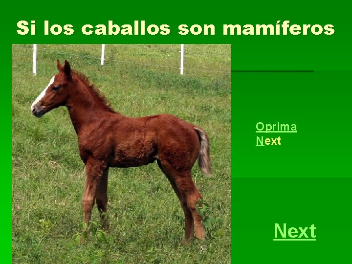 Si los caballos son mamíferos Oprima Next 