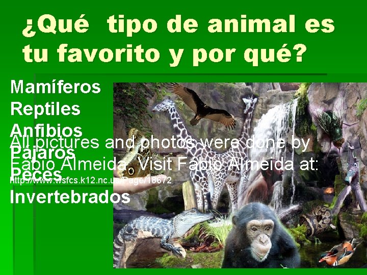 ¿Qué tipo de animal es tu favorito y por qué? Mamíferos Reptiles Anfibios All