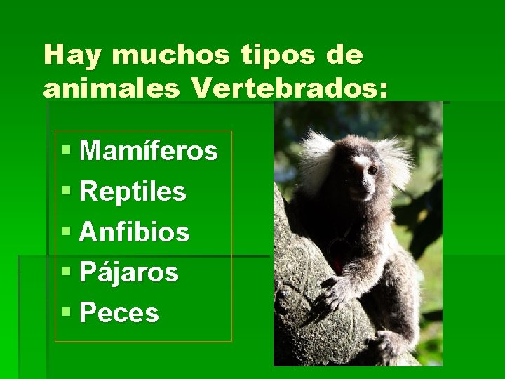 Hay muchos tipos de animales Vertebrados: § Mamíferos § Reptiles § Anfibios § Pájaros