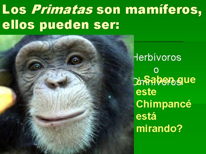 Los Primatas son mamí mam feros, ellos pueden ser: Herbívoros o ¿ Saben que