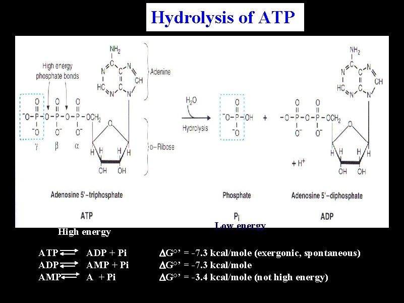 Hydrolysis of ATP High energy ATP ADP AMP ADP + Pi AMP + Pi