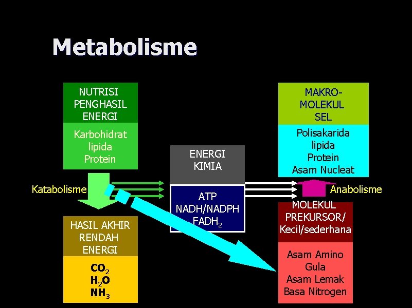 Metabolisme NUTRISI PENGHASIL ENERGI MAKROMOLEKUL SEL Karbohidrat lipida Protein Polisakarida lipida Protein Asam Nucleat