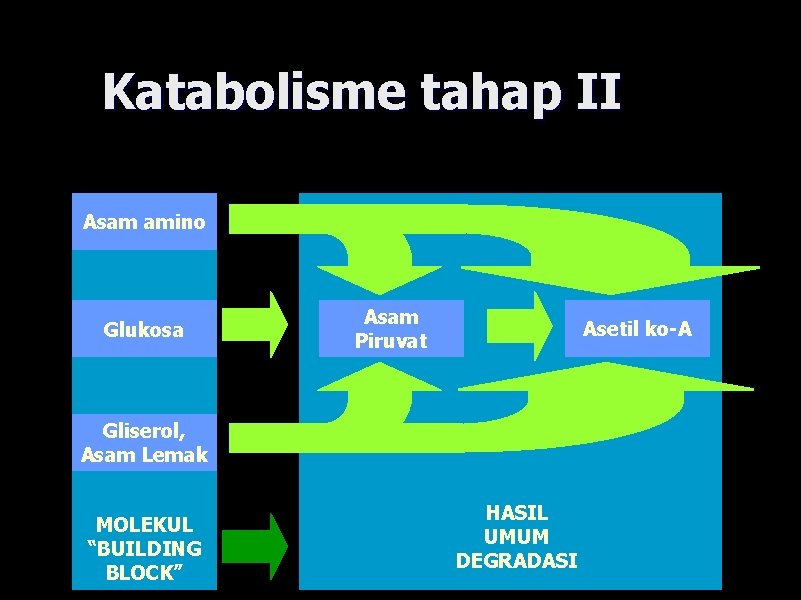 Katabolisme tahap II Asam amino Glukosa Asam Piruvat Asetil ko-A Gliserol, Asam Lemak MOLEKUL