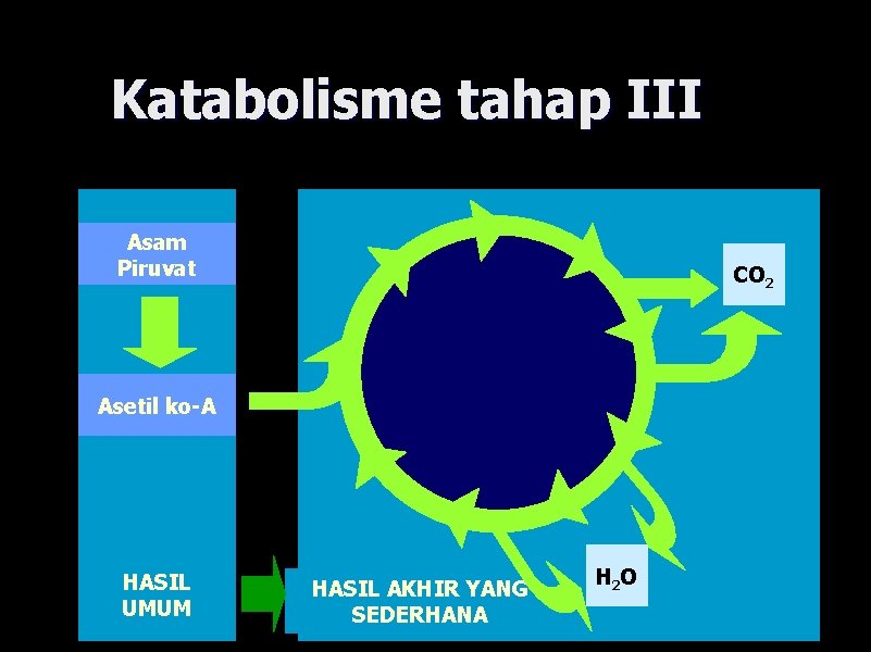 Katabolisme tahap III Asam Piruvat CO 2 Asetil ko-A HASIL UMUM HASIL AKHIR YANG