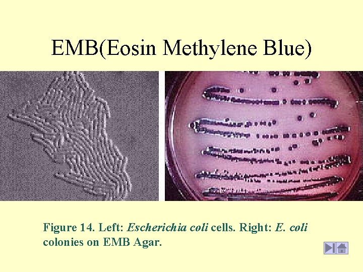 EMB(Eosin Methylene Blue) Figure 14. Left: Escherichia coli cells. Right: E. coli colonies on