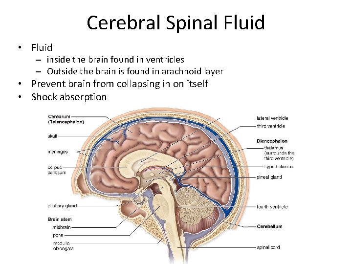 Cerebral Spinal Fluid • Fluid – inside the brain found in ventricles – Outside
