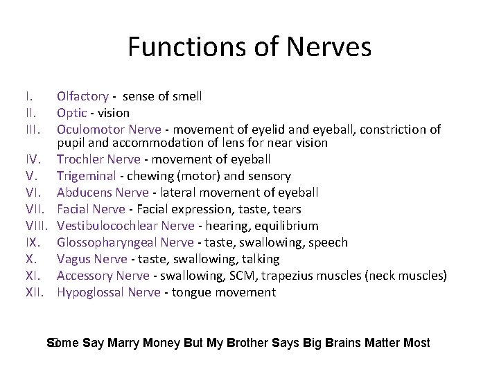 Functions of Nerves I. III. Olfactory - sense of smell Optic - vision Oculomotor